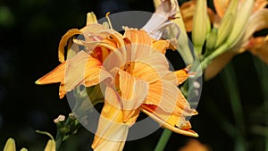 Lilium bulbiferum orange lily in bloom in a Garden uk