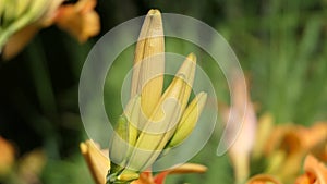 Lilium bulbiferum orange lily in bloom in a Garden uk