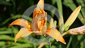 Lilium bulbiferum orange lily in bloom in a Garden uk