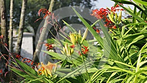 Lilium bulbiferum orange lily in bloom in a Garden uk