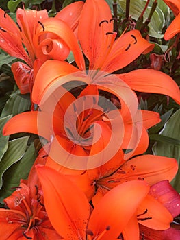 Lilium bulbiferum, orange lily, fire lily and tiger lily