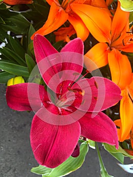 Lilium bulbiferum, orange lily, fire lily and tiger lily