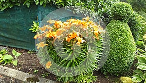 Lilium bulbiferum orange lily fire lily tiger lily in walled Garden in Ireland