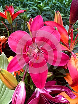 Lilium bulbiferum, red lily, fire lily and tiger lily