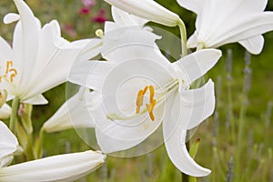 Lilium Candidum blossoming white flowers close up