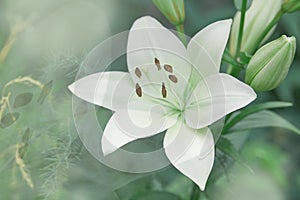 Lilium candidum flower