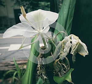 Lilium candidum (lily) in two states: alive and dead