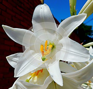 white plant with yellow filaments of polen photo