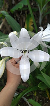 Lilium candidum, Madonna Lilly or White Lilly