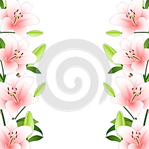 Lilium candidum, the Madonna lily Border Outline on White Background. Vector IllustrationPink Lilium candidum, the Madonna lily Bo