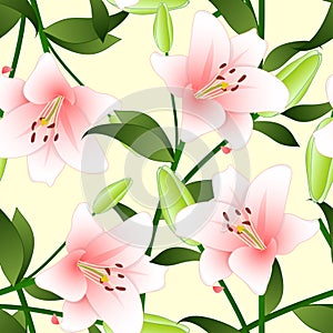 Lilium candidum, the Madonna lily or Pink Lily on Beige Ivory Background.