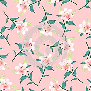 Lilium candidum, the Madonna lily or Pink Lily on Pink Background. Vector Illustration