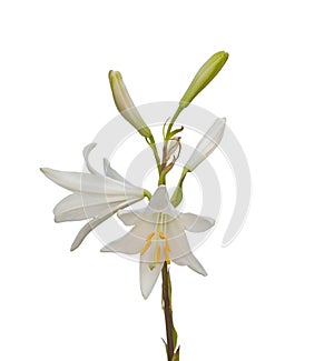 Lilium candidum or the Madonna lily on a white background