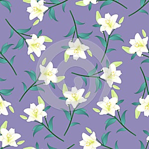 Lilium candidum, the Madonna lily or White Lily on Purple Background. Vector Illustration.