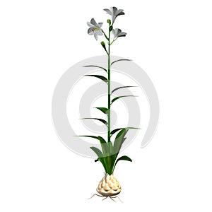 Lilium candidum