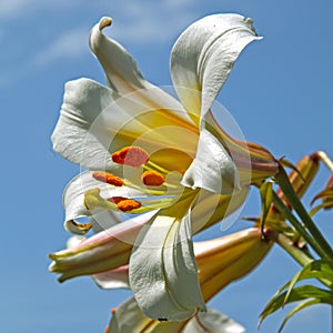 `Lilium candidum` white