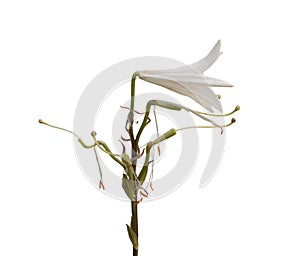 Lilium candidum on a white background