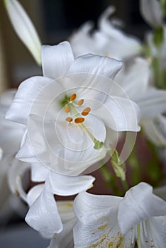 Lilium candidum white flower