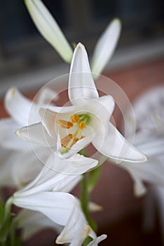 Lilium candidum white flower