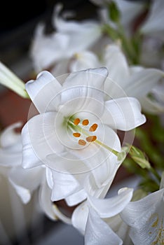 Lilium candidum white flower