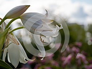 Lilium Candidum white flower close up in the park.