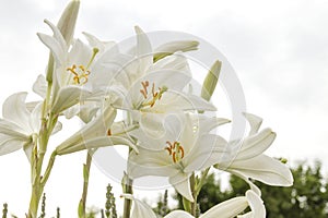 Lilium candidum white flowers blooming