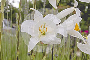 Lilium candidum white flowers close up