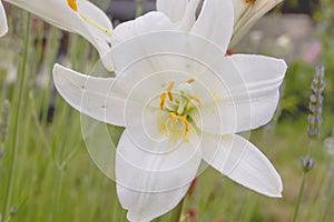 Lilium candidum white flowet close up