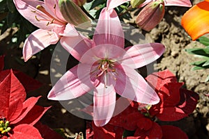 Lilium \'Cherry Pink\' Asiatic Lily (Lilium auratum) with brown anthers : (pix Sanjiv Shukla)