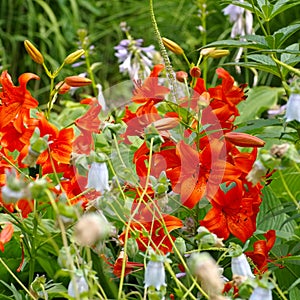 Lilium davidii Elwes