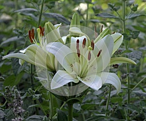 Lilium family Liliaceae is a monocotyledonous perennial bulbous plant
