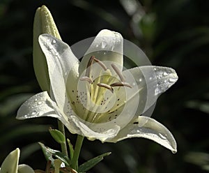 Lilium family Liliaceae is a monocotyledonous perennial bulbous plant