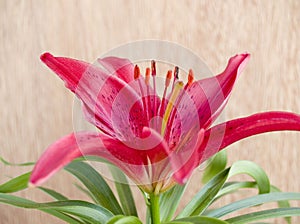 Lilium flower