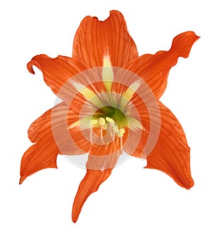 Lilium flower photo