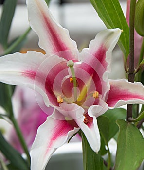 Lilium flower, white and pink, macro photography in the foreground