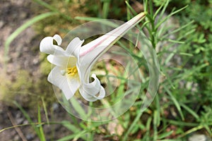 Lilium formosanum flowers photo