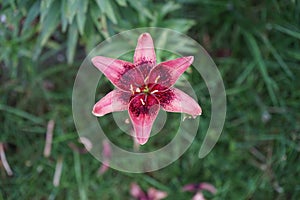 Lilium x Hybrida \'Dot Com\' blooms in July in the garden. Berlin, Germany