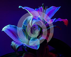 Lilium illuminated by black light (UV