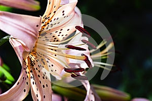 Lilium kelloggii Purdy img