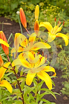 Lilium lancifolium