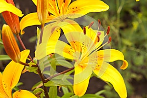 Lilium lancifolium