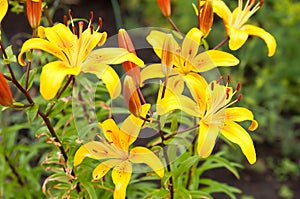 Lilium lancifolium photo