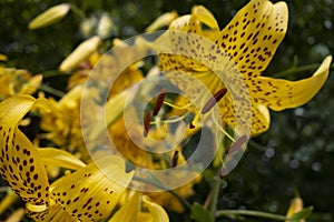 Lilium lancifolium orange yellow black tiger lilies flowers in an outdoor garden