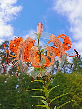 Lilium lancifolium Thunb Lilium tigrinum Ker - Gawl. in raindrops on a background of trees and a blue sky with clouds