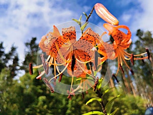 Lilium lancifolium Thunb Lilium tigrinum Ker - Gawl. in raindrops on a background of trees and a blue sky with clouds