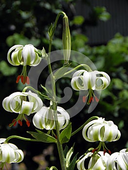 Lilium ledebourii flower