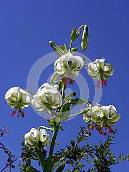 Lilium ledebourii flower