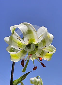 Lilium ledebourii a lily flower closeup