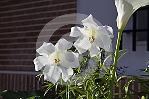 Lilium longiflorum