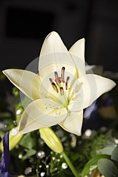 Lilium longiflorum beautiful flower among diffuse and very colorful backgrounds